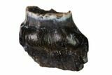 Fossil Nodosaur Tooth - Judith River Formation, Montana #144855-1